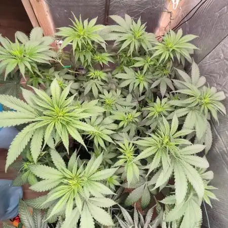 Ghost Train Haze Zamnesia
