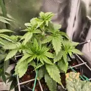Blue Waffel F1 Zamnesia