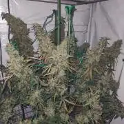 AK 47
