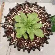 Lemon Cherry Gelato F1 Zamnesia