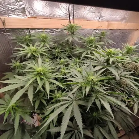 Ghost Train Haze Zamnesia