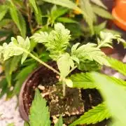 Mentha de Croco Bx1 F2