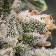 Insane OG