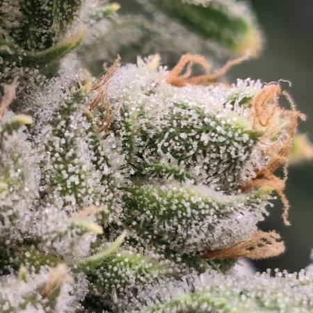 Insane OG