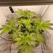 Lemon Cherry Gelato F1 Zamnesia