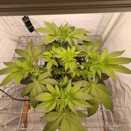 Lemon Cherry Gelato F1 Zamnesia