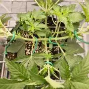 Lemon Cherry Gelato F1 Zamnesia