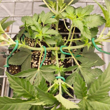 Lemon Cherry Gelato F1 Zamnesia