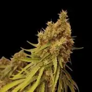 Ghost Train Haze Zamnesia