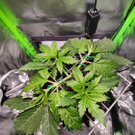SANSI 50W / 40x40 Granddaddy Purple
