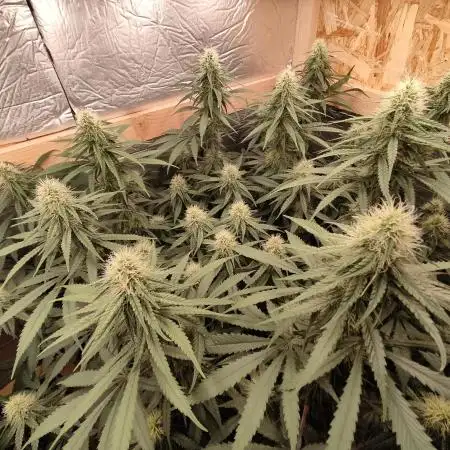 Ghost Train Haze Zamnesia