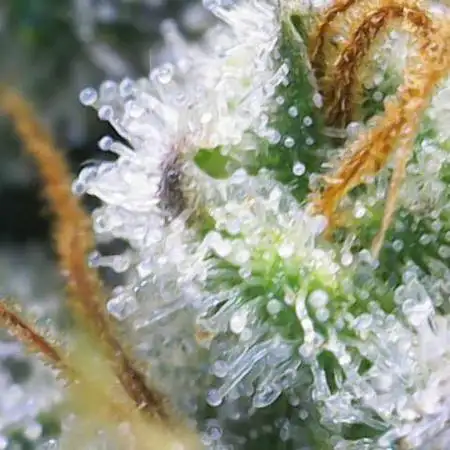 Rainbow Sherbet Zamnesia