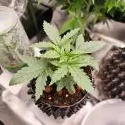 Northern Lights
