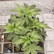 Lemon Cherry Gelato F1 Zamnesia
