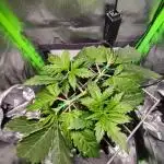 SANSI 50W / 40x40 Granddaddy Purple
