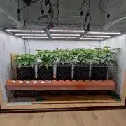 Medical Grow 1.0