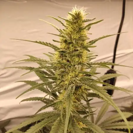 Rainbow Sherbet Zamnesia