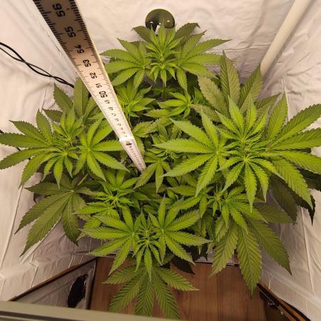 Lemon Cherry Gelato F1 Zamnesia