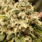 GG#4 by Zamnesia