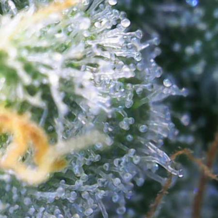 Ghost Train Haze Zamnesia