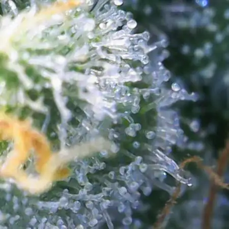 Ghost Train Haze Zamnesia
