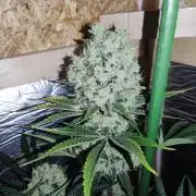 Granddaddy Purple 50W Start Misstake