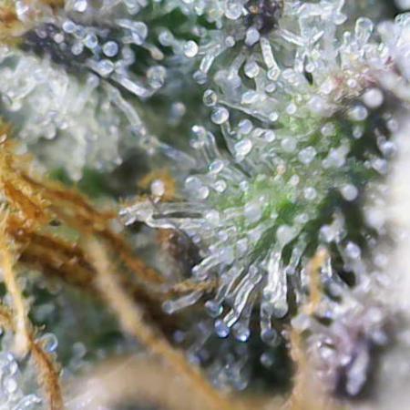 Rainbow Sherbet Zamnesia