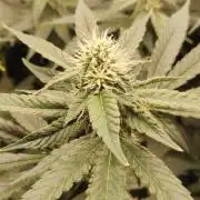 Lemon Cherry Gelato F1 Zamnesia