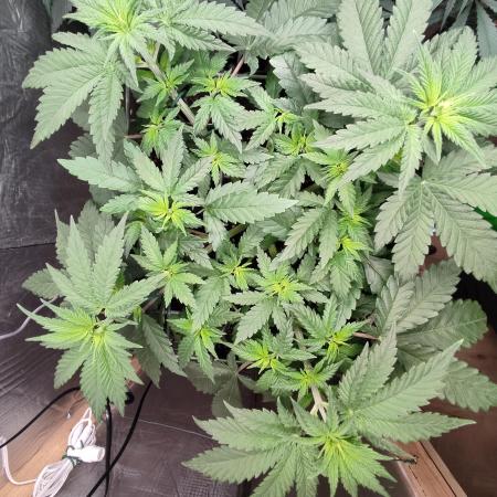 Rainbow Sherbet Zamnesia