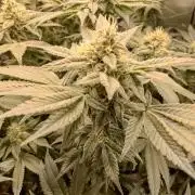 Sensi Star "Dont Panic Its Organic"