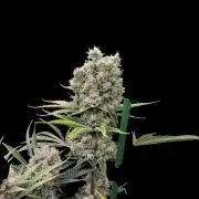 Granddaddy Purple 50W Start Misstake