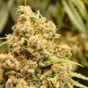 GG#4 by Zamnesia