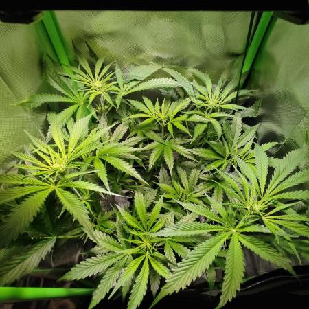 SANSI 50W / 40x40 Granddaddy Purple