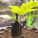 SANSI 50W / 40x40 Granddaddy Purple