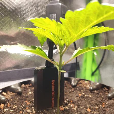 SANSI 50W / 40x40 Granddaddy Purple