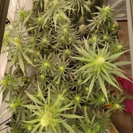 Rainbow Sherbet Zamnesia