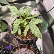 Pickled Lemon Haze F1 by Zamnesia