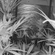 Granddaddy Purple 50W Start Misstake