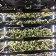 GG#4 by Zamnesia