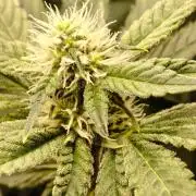 Lemon Cherry Gelato F1 Zamnesia