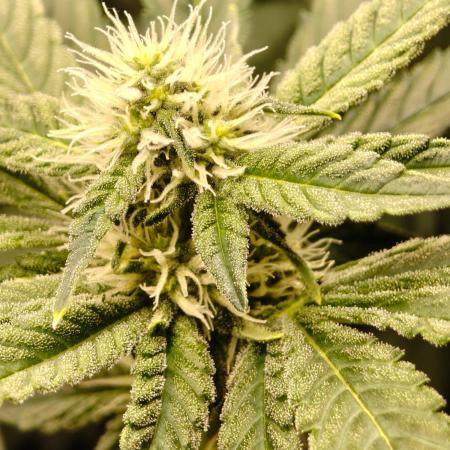 Lemon Cherry Gelato F1 Zamnesia