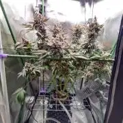 Sensi Star "Dont Panic Its Organic"