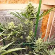 Granddaddy Purple 50W Start Misstake