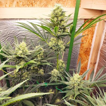 Granddaddy Purple 50W Start Misstake