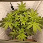 Lemon Cherry Gelato F1 Zamnesia
