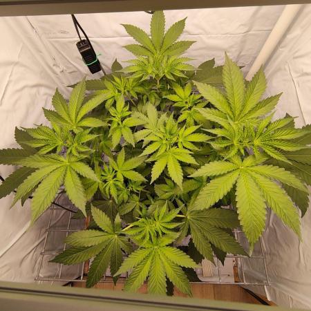 Lemon Cherry Gelato F1 Zamnesia