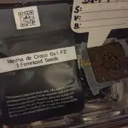 Mentha de Croco Bx1 F2