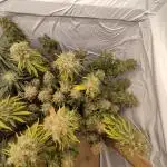 Ghost Train Haze Zamnesia