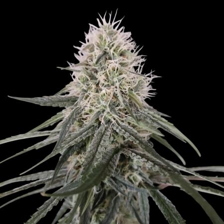 Ghost Train Haze Zamnesia