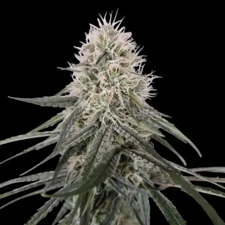 Ghost Train Haze Zamnesia